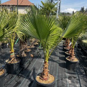 Mexická palma (Washingtonia Robusta)  – výška kmeňa: 30-40 cm, celková výška: 120-150 cm (-4°C) 